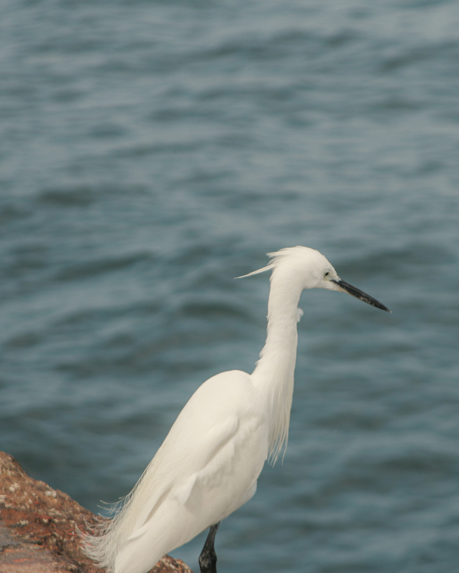 Lo que significa Ardea